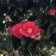 椿