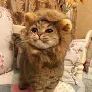 ねこ太郎の画像