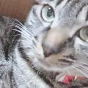 るなの画像