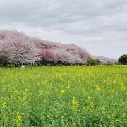 asプロフ必読の画像