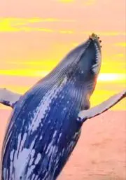 木蓮24の画像