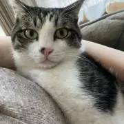 ぴの画像
