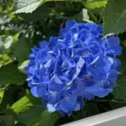 神奈川の画像
