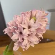 zazieの画像