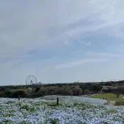 コトノの画像