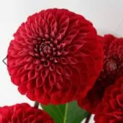 Dahlia♡