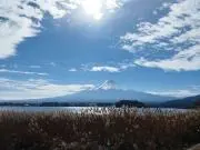 マツタケウメの画像