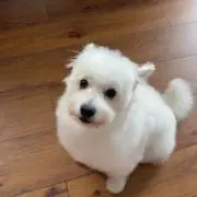 ミルクの画像