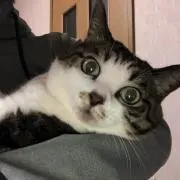 Jacksonの画像