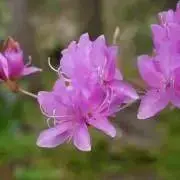 ゆきんこ（8月9〜17日お休み）の画像