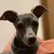 NONの画像