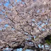 えんぬの画像