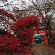 ピヨりんの画像