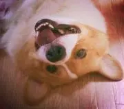 みここʕ•ᴥ•ʔの画像