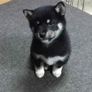 れぃぃの画像