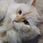 タカの画像