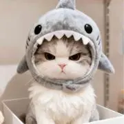 Mayuuの画像