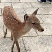 385の画像