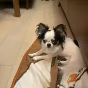 チャミ〜