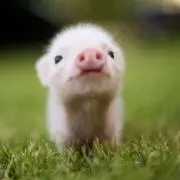 ヤキマロの画像