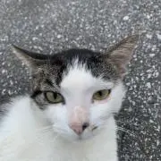 チャオ