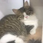 にゃん