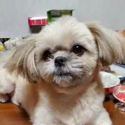 SU❤️KORONの画像