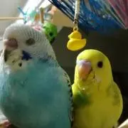 タロの画像