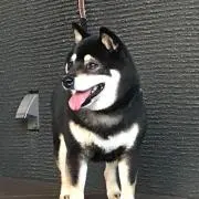 うめの画像