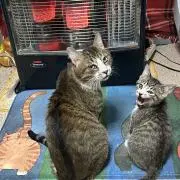 Mi-Ke猫　‼️プロフィール必読‼️の画像