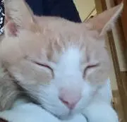 レモンティー