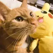 あんぽこ