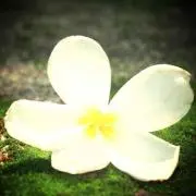 ほぷ