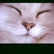 みるくの画像