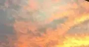 まきの画像