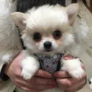 あや