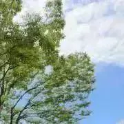 ハレの画像