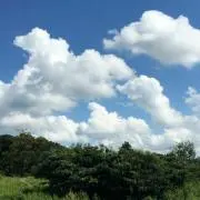 りんの画像