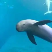 ベーやんの画像