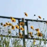 Ｂｅｌｌの画像