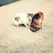 もかの画像