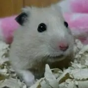 ラッキー