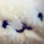 azarashinosasimiの画像