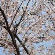 メル３３☆の画像