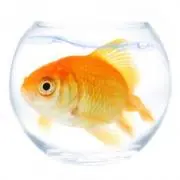 Goldfishの画像