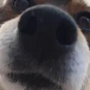 のんのん