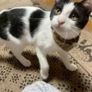 プリッツの画像