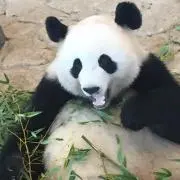 NOBYの画像