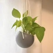 まっしゅの画像