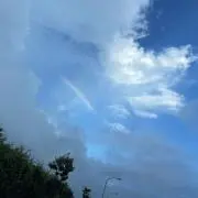タイガ